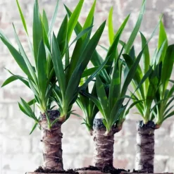 Elefantfod - Yucca elephantipes - Højde 50-60cm - Pot 14cm