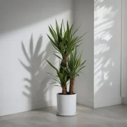 Elefantfod - Yucca elephantipes - Højde 70-80cm - ⌀17cm