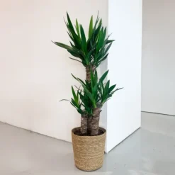 Elefantfod - Yucca elephantipes - Højde 70-80cm - ⌀21cm