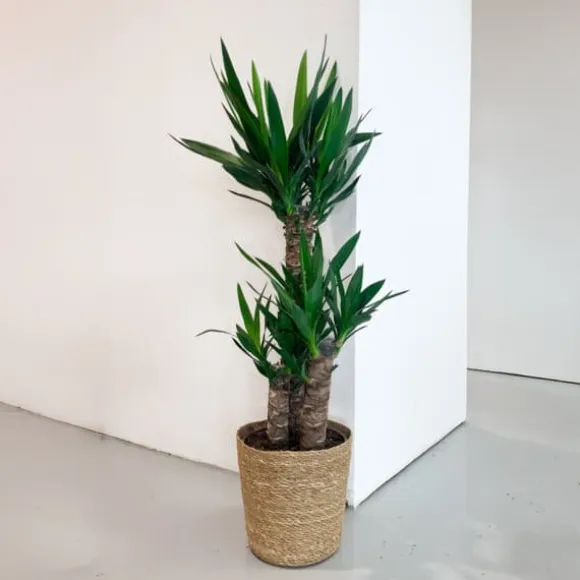Elefantfod - Yucca elephantipes - Højde 70-80cm - ⌀21cm