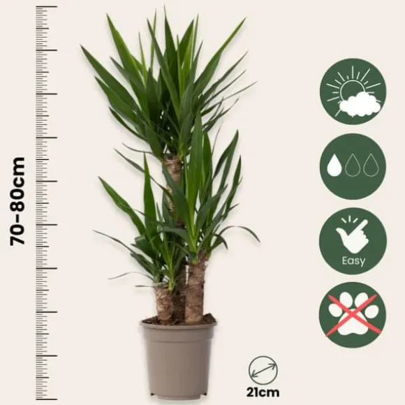 Elefantfod - Yucca elephantipes - Højde 70-80cm - ⌀21cm