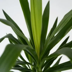 Elefantfod - Yucca elephantipes - Højde 70-80cm - ⌀21cm