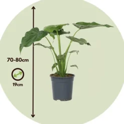 Elefantøre - Alocasia 'Cucullata' - Højde 70-80 cm - Potte 19 cm