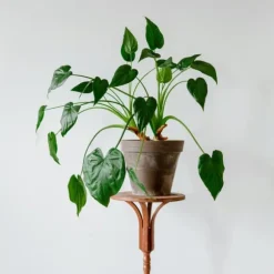 Elefantøre - Alocasia 'Cucullata' - Højde 70-80 cm - Potte 19 cm