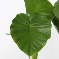 Elefantøre - Alocasia 'Odora' - Højde 55-75cm - ⌀17cm