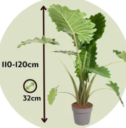 Elefantøre - Alocasia 'Portodora' - Højde 110-120cm - ⌀32cm