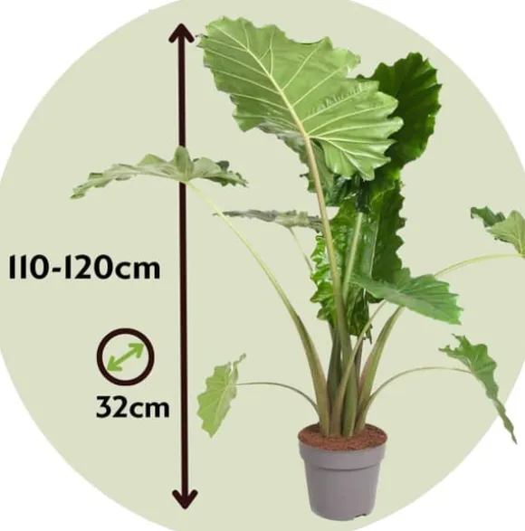 Elefantøre - Alocasia 'Portodora' - Højde 110-120cm - ⌀32cm