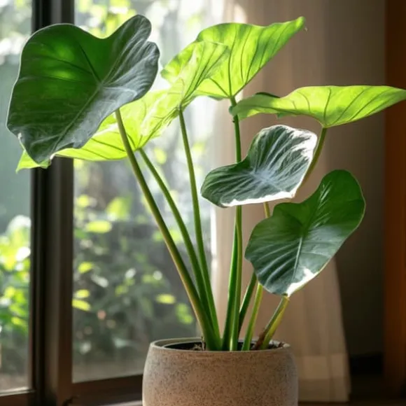 Elefantøre - Alocasia 'Portodora' - Højde 110-120cm - ⌀32cm