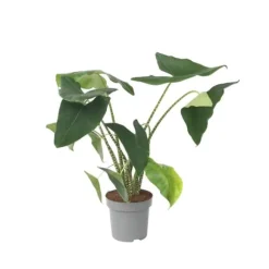 Elefantøre - Alocasia 'Zebrina' - Højde 140-150cm - ⌀32cm