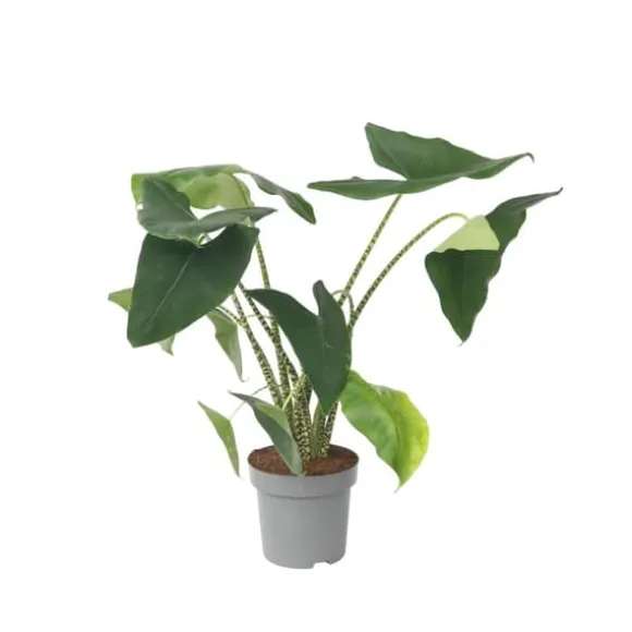 Elefantøre - Alocasia 'Zebrina' - Højde 140-150cm - ⌀32cm