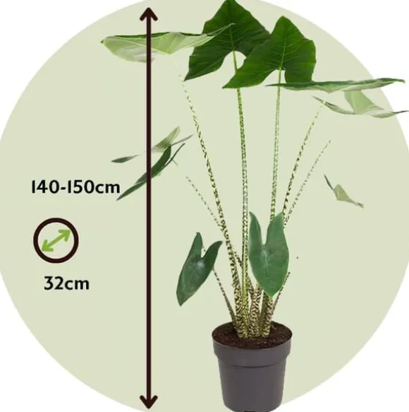 Elefantøre - Alocasia 'Zebrina' - Højde 140-150cm - ⌀32cm