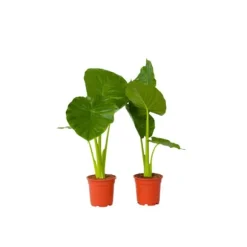 Elefantøre - Sæt med 2 - Alocasia 'Odora' - Højde 55-75cm - ⌀17cm