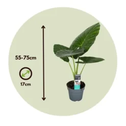 Elefantøre - Sæt med 2 - Alocasia 'Odora' - Højde 55-75cm - ⌀17cm