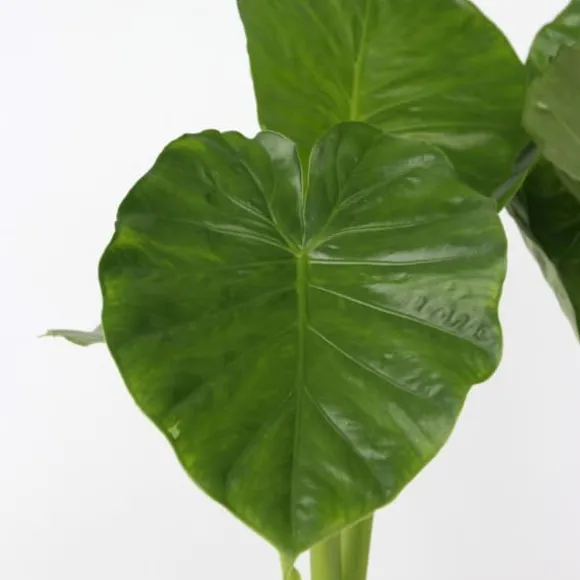 Elefantøre - Sæt med 2 - Alocasia 'Odora' - Højde 55-75cm - ⌀17cm