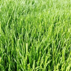 Emerald Premium selvkomprimerende sportsgræs, fremstillet af Barenbrug, 1 kg