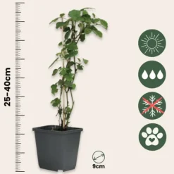 Engelstrumpet - Sæt med 6 - Brugmansia - Højde 25-40cm - ⌀9cm