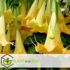 Engelstrumpet - Sæt med 3 - Brugmansia - Højde 25-40cm - ⌀9cm