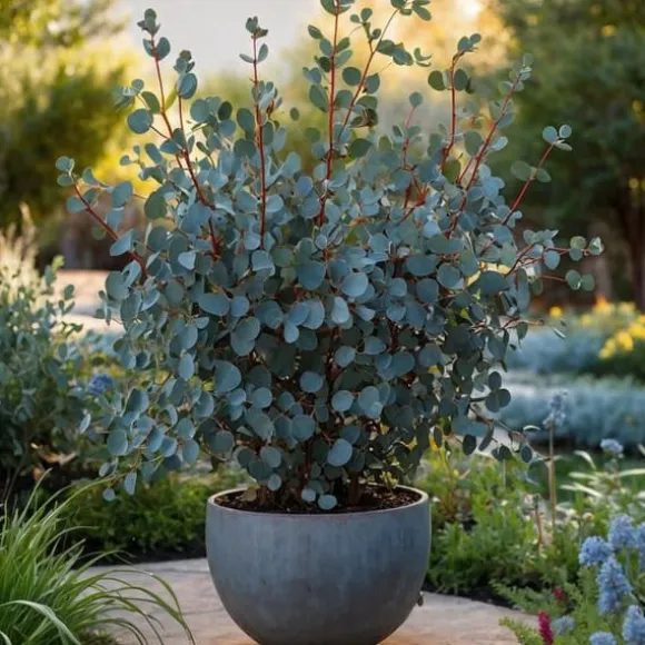 Eukalyptus - Eucalyptus cinerea 'Silver Dollar' - Højde 90-110cm - ⌀19cm