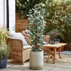 Eukalyptus - Eucalyptus cinerea 'Silver Dollar' - Højde 90-110cm - ⌀19cm