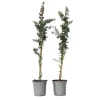 Eukalyptus - Sæt med 2 - Eucalyptus 'Silver Dollar' - Højde 90-110cm - ⌀19cm