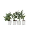 Eukalyptus - Sæt med 4 - Eucalyptus 'Pulverulenta' - Højde 25-40cm - ⌀12cm