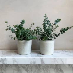 Eukalyptus - Sæt med 4 - Eucalyptus 'Pulverulenta' - Højde 25-40cm - ⌀12cm