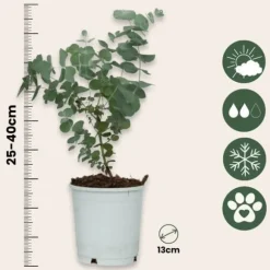 Eukalyptus - Sæt med 6 - Eucalyptus 'Pulverulenta' - Højde 25-40cm - ⌀12cm