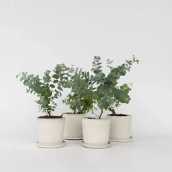 Eukalyptus - Sæt med 6 - Eucalyptus 'Pulverulenta' - Højde 25-40cm - ⌀12cm