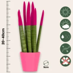 Farvet bajonetplante - Sansevieria cylindrica - Højde 20-40cm - ⌀9cm