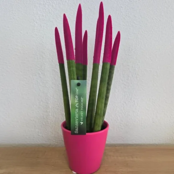 Farvet bajonetplante - Sansevieria cylindrica - Højde 20-40cm - ⌀9cm