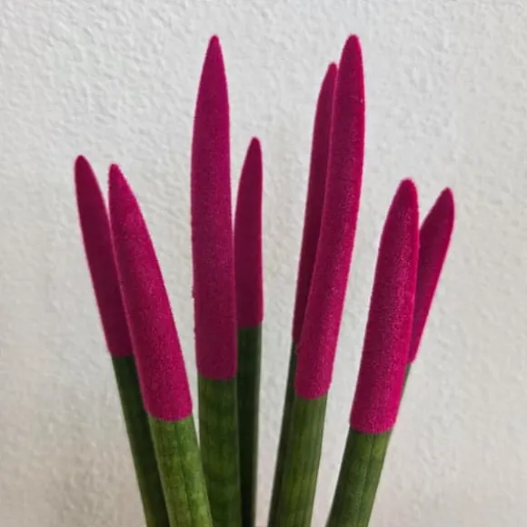 Farvet bajonetplante - Sansevieria cylindrica - Højde 20-40cm - ⌀9cm