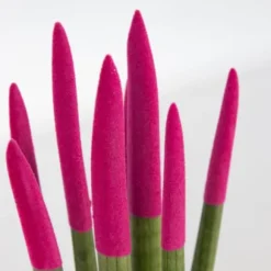 Farvet bajonetplante - Sansevieria cylindrica - Højde 20-40cm - ⌀9cm
