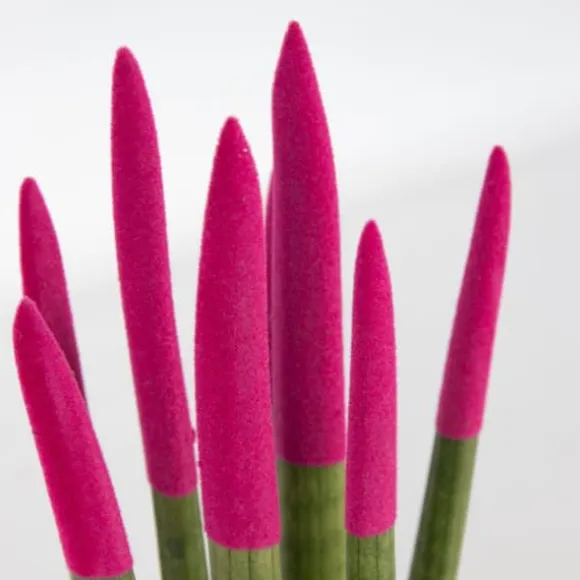 Farvet bajonetplante - Sansevieria cylindrica - Højde 20-40cm - ⌀9cm
