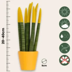 Farvet bajonetplante - Sansevieria cylindrica - Højde 20-40cm - ⌀9cm