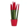 Farvet bajonetplante - Sansevieria cylindrica - Højde 20-40cm - ⌀9cm