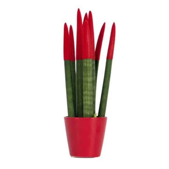 Farvet bajonetplante - Sansevieria cylindrica - Højde 20-40cm - ⌀9cm