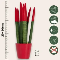 Farvet bajonetplante - Sansevieria cylindrica - Højde 20-40cm - ⌀9cm