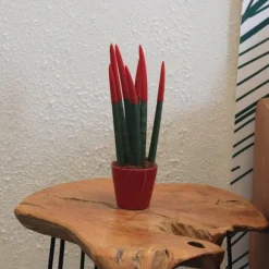 Farvet bajonetplante - Sansevieria cylindrica - Højde 20-40cm - ⌀9cm