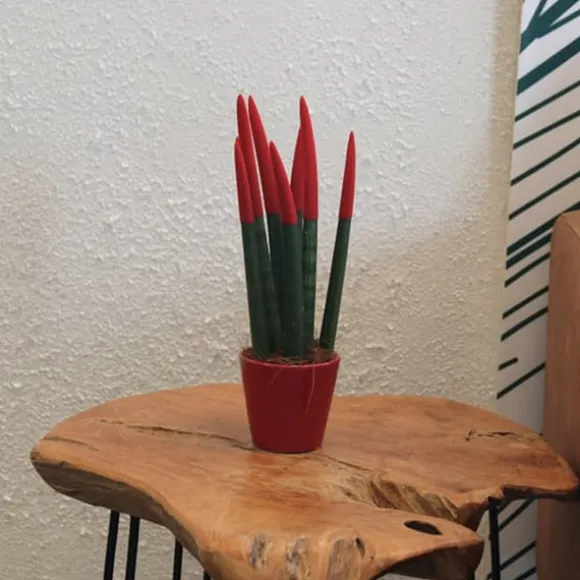 Farvet bajonetplante - Sansevieria cylindrica - Højde 20-40cm - ⌀9cm