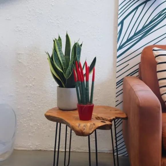 Farvet bajonetplante - Sansevieria cylindrica - Højde 20-40cm - ⌀9cm