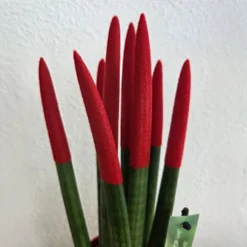 Farvet bajonetplante - Sansevieria cylindrica - Højde 20-40cm - ⌀9cm