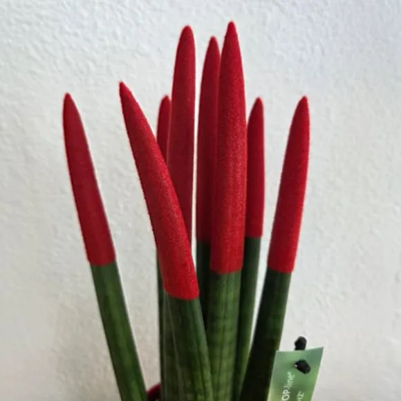 Farvet bajonetplante - Sansevieria cylindrica - Højde 20-40cm - ⌀9cm