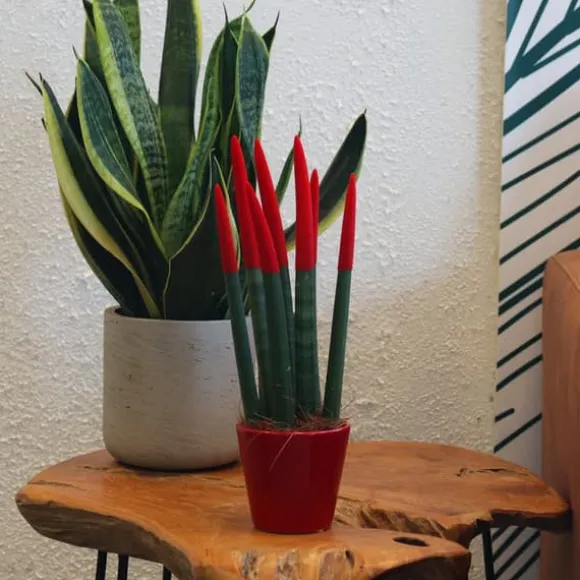 Farvet bajonetplante - Sansevieria cylindrica - Højde 20-40cm - ⌀9cm