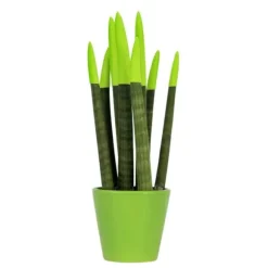 Farvet bajonetplante - Sansevieria cylindrica - Højde 20-40cm - ⌀9cm
