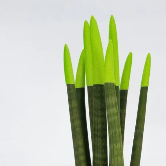 Farvet bajonetplante - Sansevieria cylindrica - Højde 20-40cm - ⌀9cm