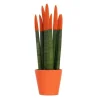 Farvet bajonetplante - Sansevieria cylindrica - Højde 20-40cm - ⌀9cm