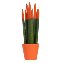 Farvet bajonetplante - Sansevieria cylindrica - Højde 20-40cm - ⌀9cm