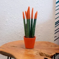 Farvet bajonetplante - Sansevieria cylindrica - Højde 20-40cm - ⌀9cm