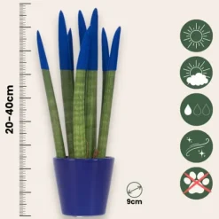Farvet bajonetplante - Sansevieria cylindrica - Højde 20-40cm - ⌀9cm