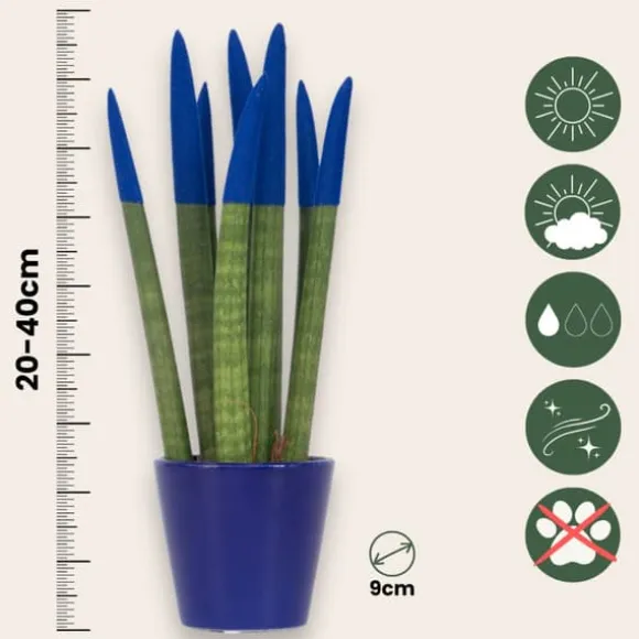 Farvet bajonetplante - Sansevieria cylindrica - Højde 20-40cm - ⌀9cm